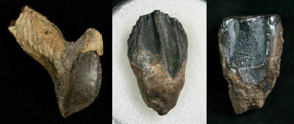 dinosaur molar tooth